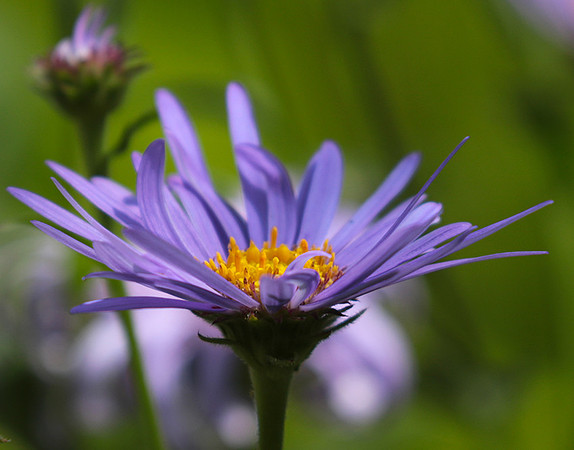 Aster Frikartii