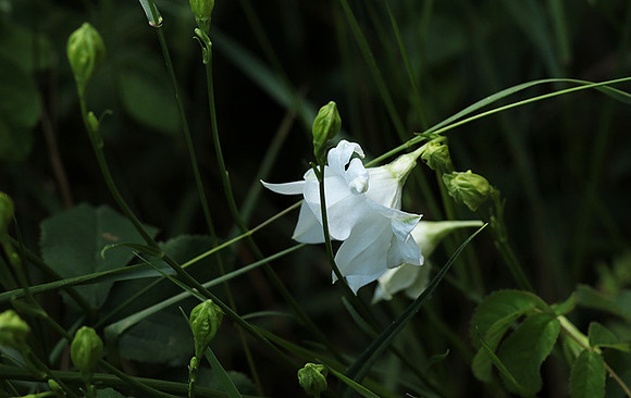 Campanula