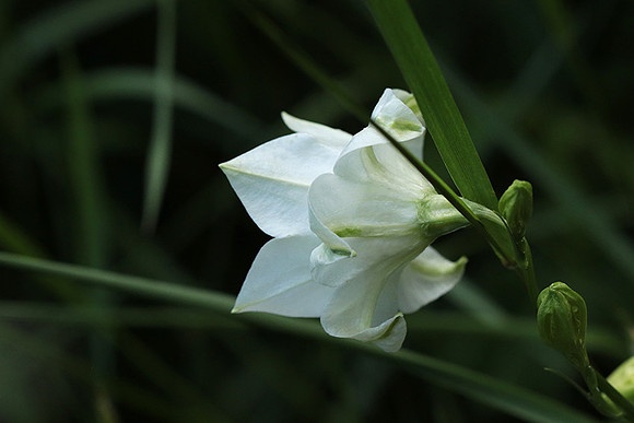 Campanula