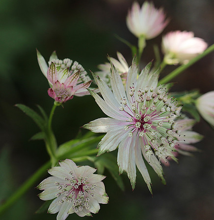 Astrantia