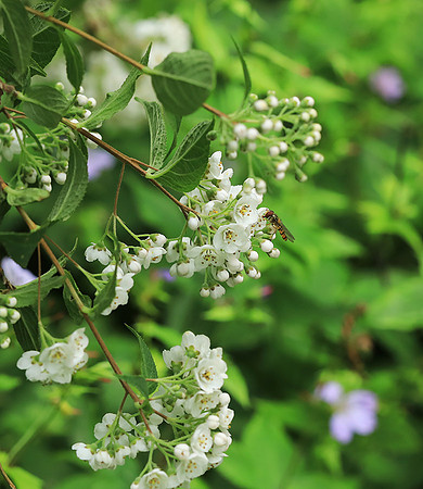 Deutzia compacta