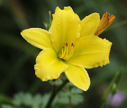 Hemerocallis