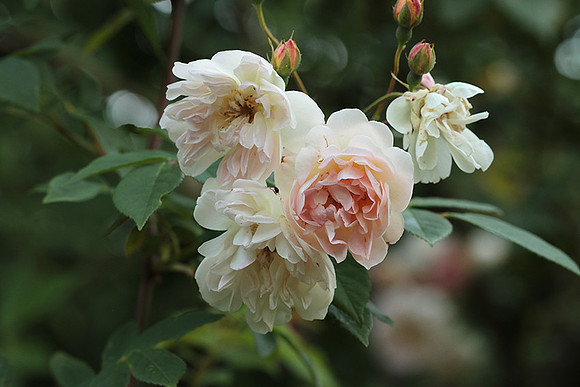 Rose "Apple Blossom"