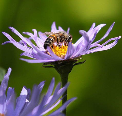 Aster Frikartii