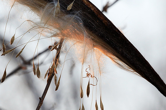Flower seeds - Zimbabwe