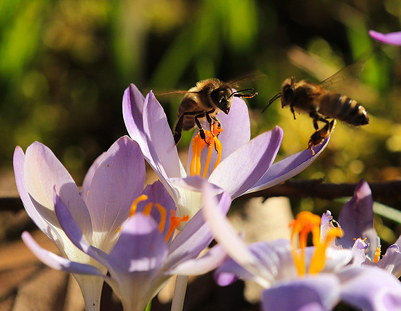 Crocus