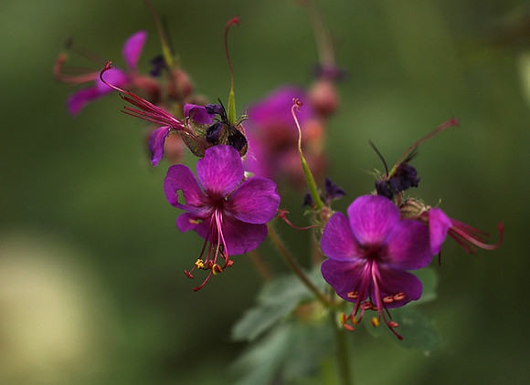 Geranium
