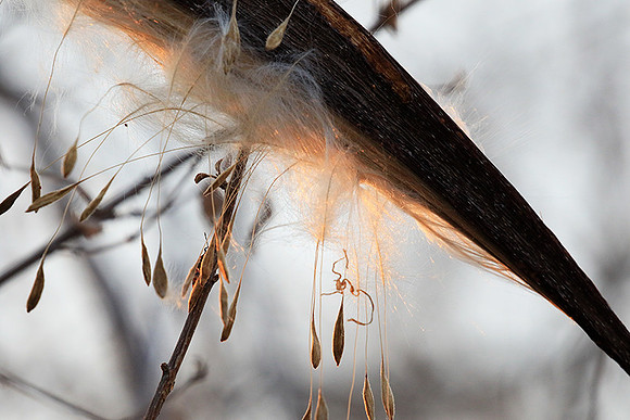 Flower seeds - Zimbabwe