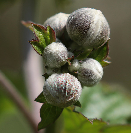 Anemona japonica