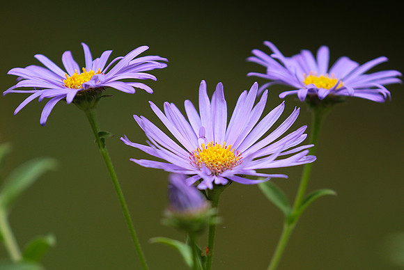 Aster Frikartii