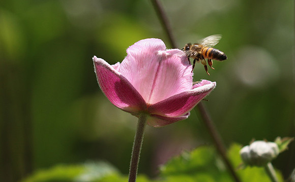 Anemona japonica