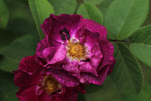 Rose "Alain Blanchard"
