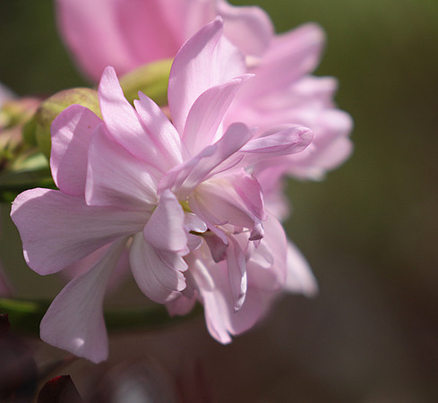 Saponaria
