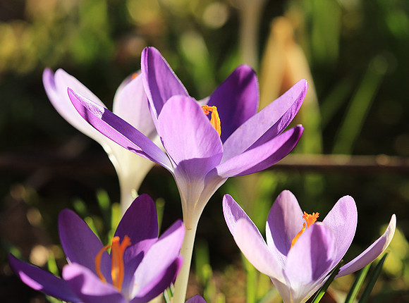 Crocus