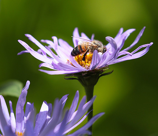 Aster Frikartii