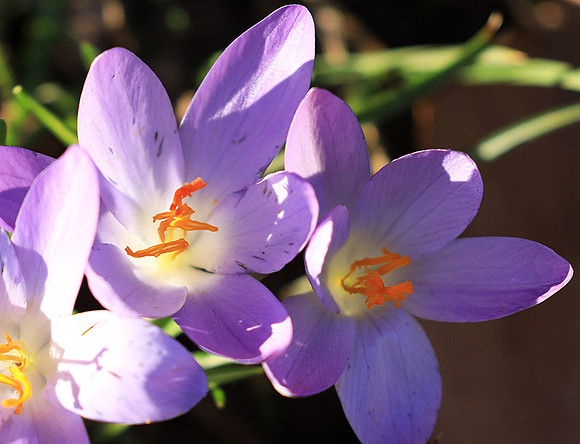 Crocus