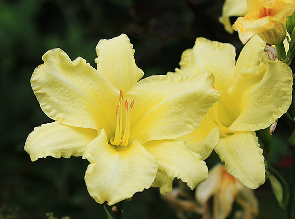 Hemerocallis