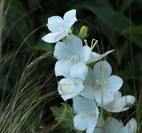 Campanula