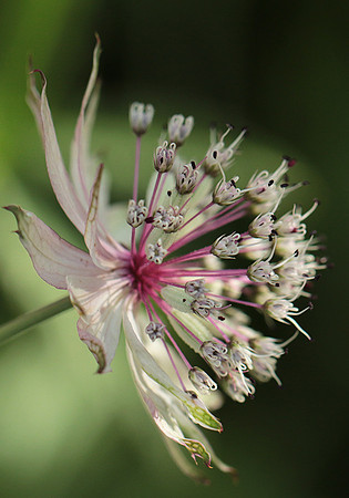 Astrantia