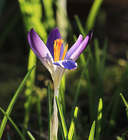 Crocus