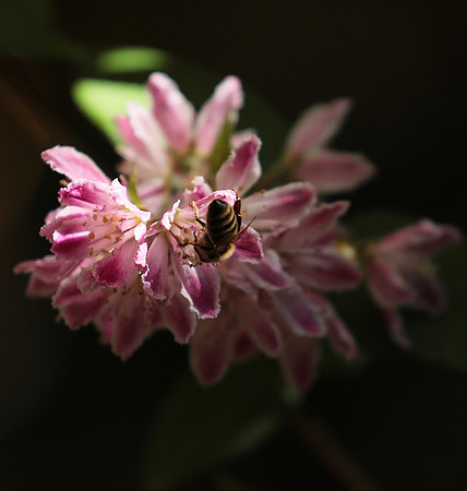 Deutzia perle rose
