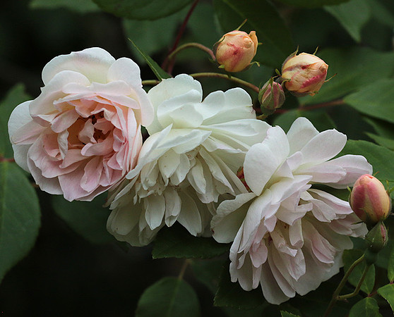 Rose "Apple Blossom"