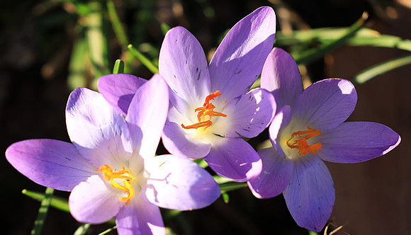 Crocus