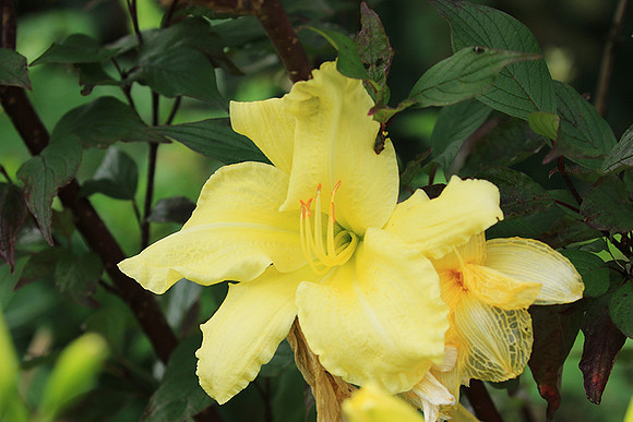 Hemerocallis
