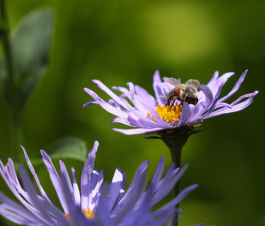 Aster Frikartii