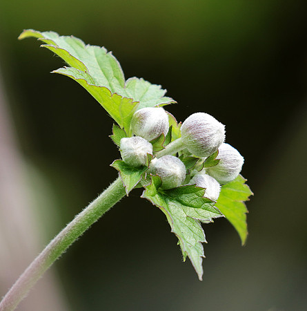 Anemona japonica