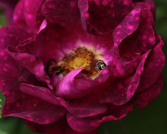 Rose "Alain Blanchard"