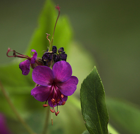 Geranium