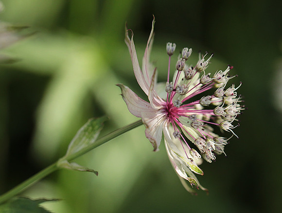 Astrantia