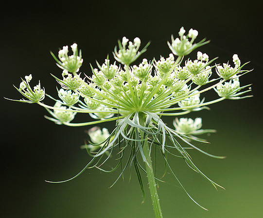 Wild flower