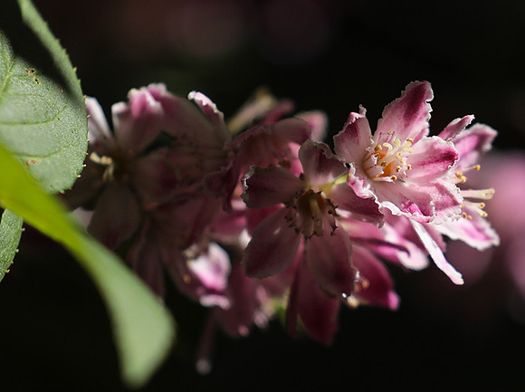 Deutzia perle rose