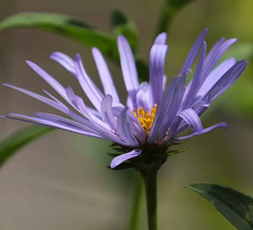 Aster Frikartii