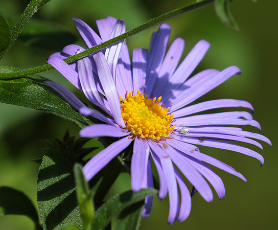 Aster Frikartii