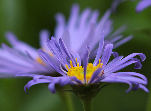 Aster Frikartii