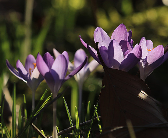 Crocus