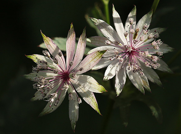 Astrantia