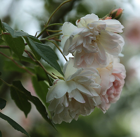 Rose "Apple Blossom"