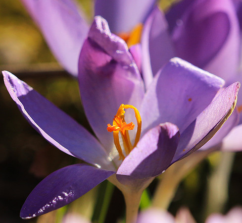 Crocus