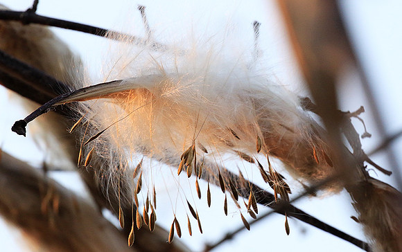 Flower seeds - Zimbabwe