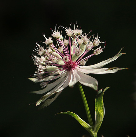 Astrantia
