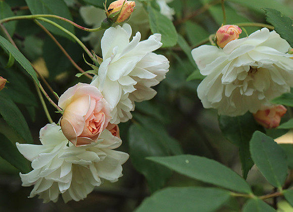 Rose "Apple Blossom"