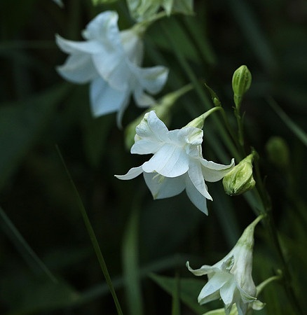 Campanula