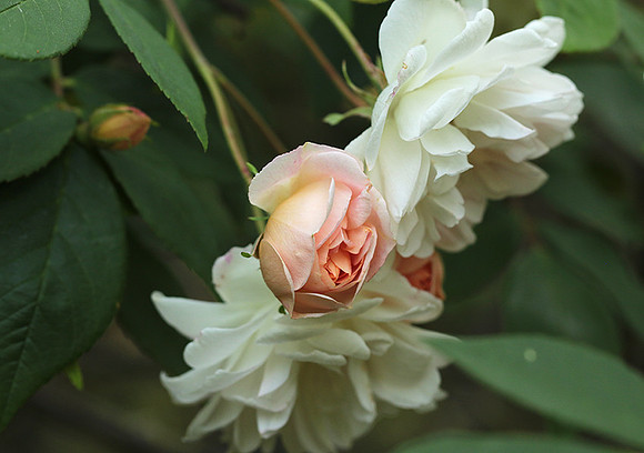 Rose "Apple Blossom"