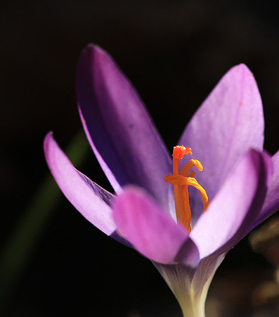 Crocus