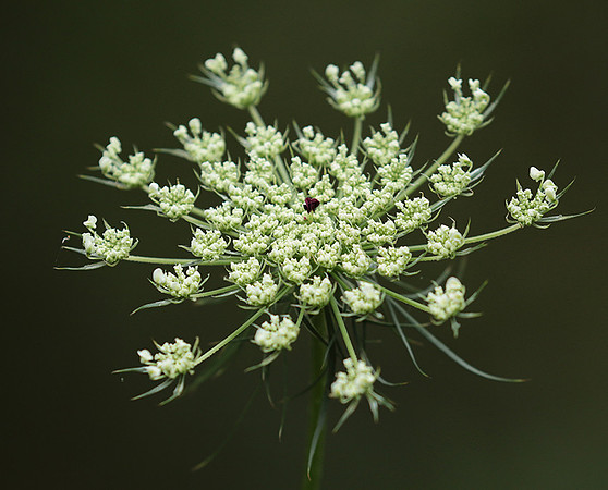 Wild flower
