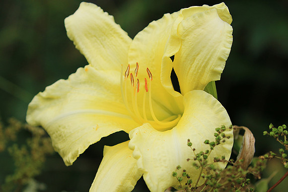 Hemerocallis